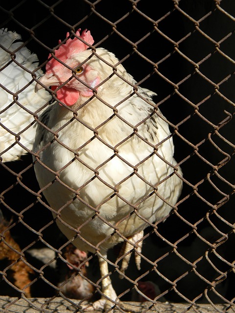 足球转会的 足球转会的