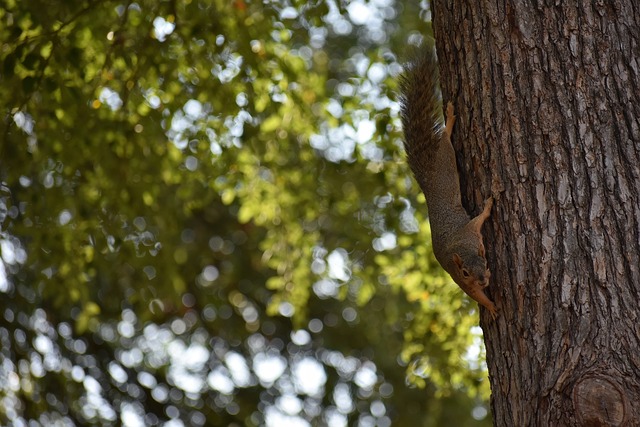 加泰罗尼亚 加泰罗尼亚